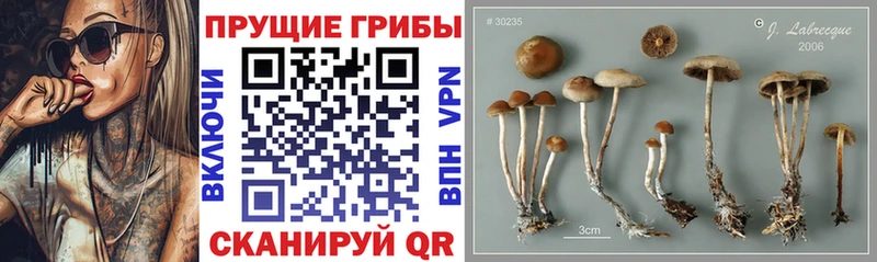 где найти   Ленинск  Галлюциногенные грибы прущие грибы 